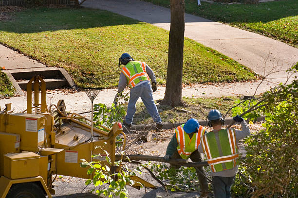 Trusted La Porte, IN Tree Removal and Landscaping Services Experts